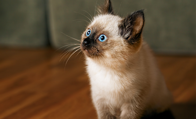 8 choses à savoir sur les chats blancs aux yeux bleu – Pour toi ...