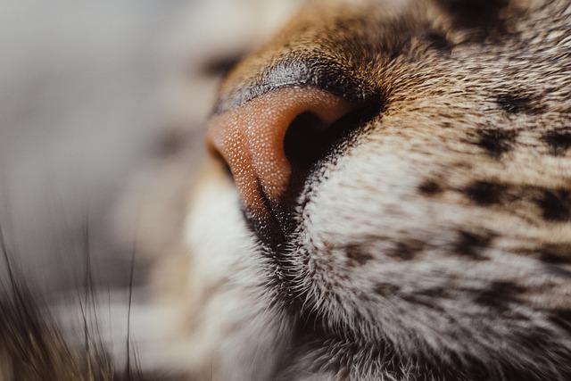 Pourquoi mon chat respire fort ? – Pour toi Mon chat