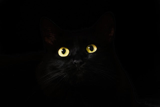 Que signifie l'expression : être un chat noir ?