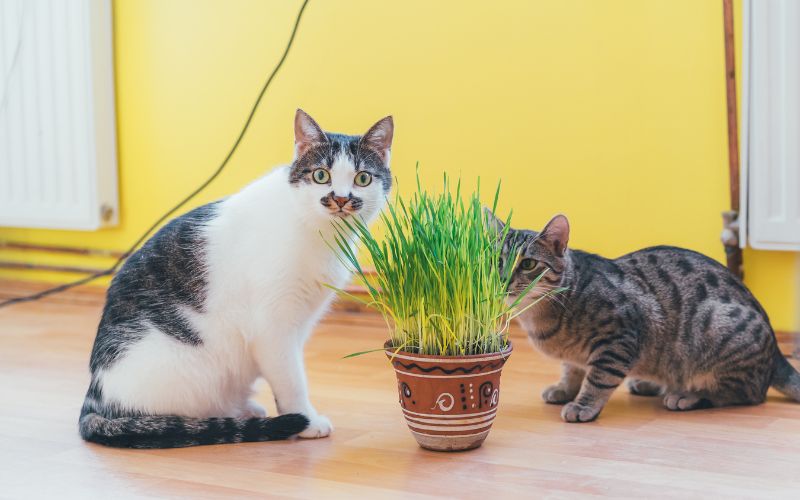 Doudou herbe à chat pour chatons - Petits Compagnons