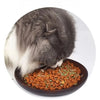 Herbe à Chat Verte en Pot Goût Menthe