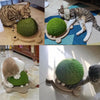 Jouet à gratter durable en forme de tortue en sisal pour chat Pour toi Mon chat