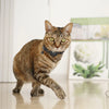 Collier de repérage GPS pour chaton Pour toi Mon chat