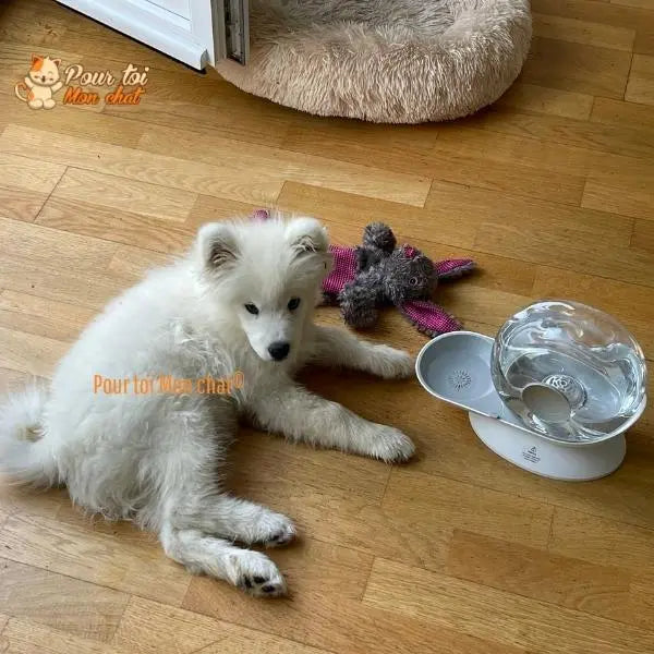 Fontaine à Eau Chat Sans Electricité - Escarg'eau™ - Pour toi Mon chat