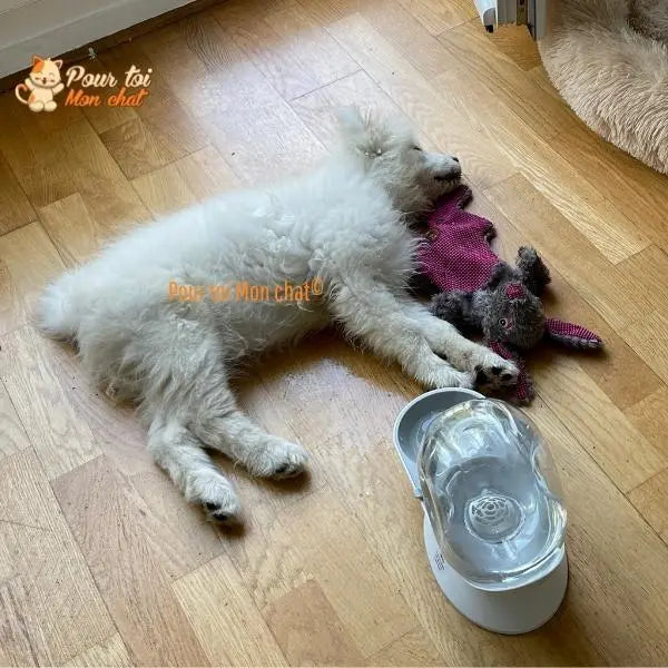 Fontaine à Eau Chat Sans Electricité - Escarg'eau™ - Pour toi Mon chat