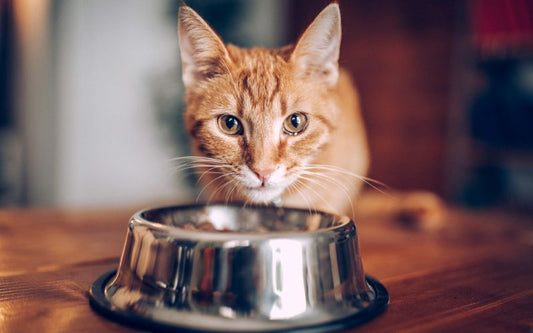 chat roux devant une gamelle argenté