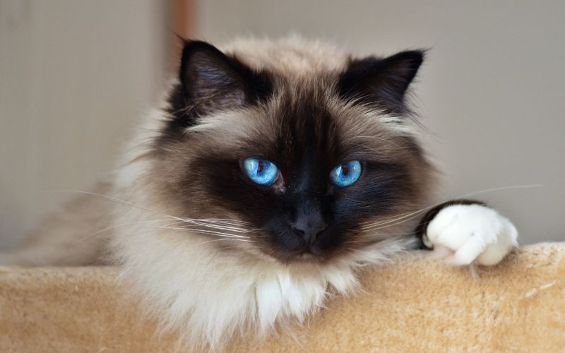 Chat à poil long blanc-beige, avec la tête foncée et des yeux bleu perçant.
