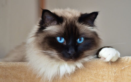 Chat à poil long blanc-beige, avec la tête foncée et des yeux bleu perçant.