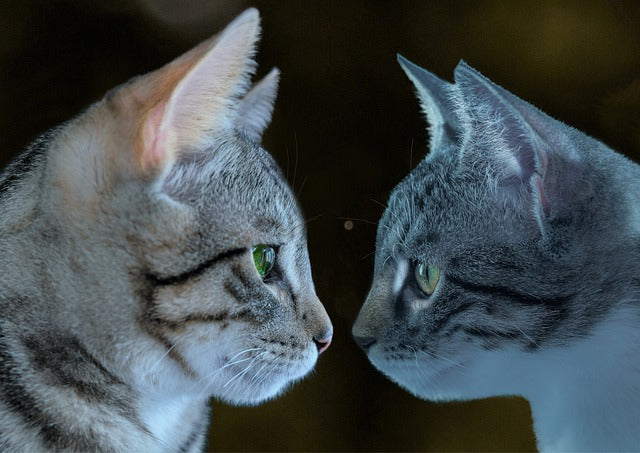 faire cohabiter deux chats