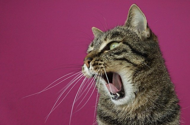 chat qui mordille