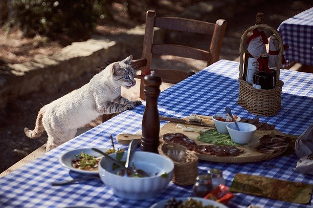 mon chat a toujours faim