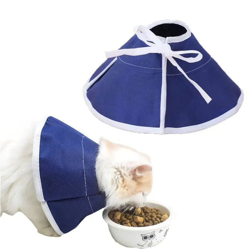 collerette bleue et chat blanc qui mange avec dans sa gamelle
