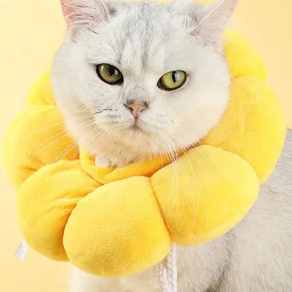 collerette gonflable porté autour du cou d'un chat blanc