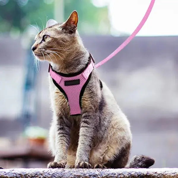 laisse pour chat rose porté par un chat regardant à gauche