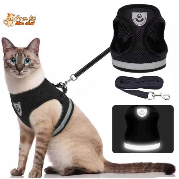 chat beige portant un harnais pour chat noir