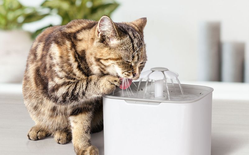 chat qui boit dans fontaine à eau blanche
