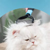 Brosse Chat Poil Long Professionnelle pour Démêler Pour toi Mon chat