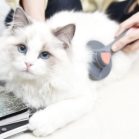 Brosse de toilettage avec bouton en acier inoxydable pour chat Pour toi Mon chat
