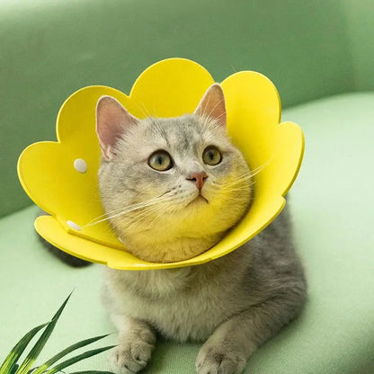 Collerette Chat Réglable et Légere en Forme de Fleur portée par un chat gris allongé sur un canapé vert