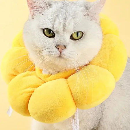 Collerette Chat Souple et Ajustable en Forme de Fleur autour du coup d'un chat gris sur fond beige