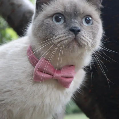 Collier Chat Anti Étranglement en Forme de Nœud Papillon porté par un chat gris et blanc dans un arbre