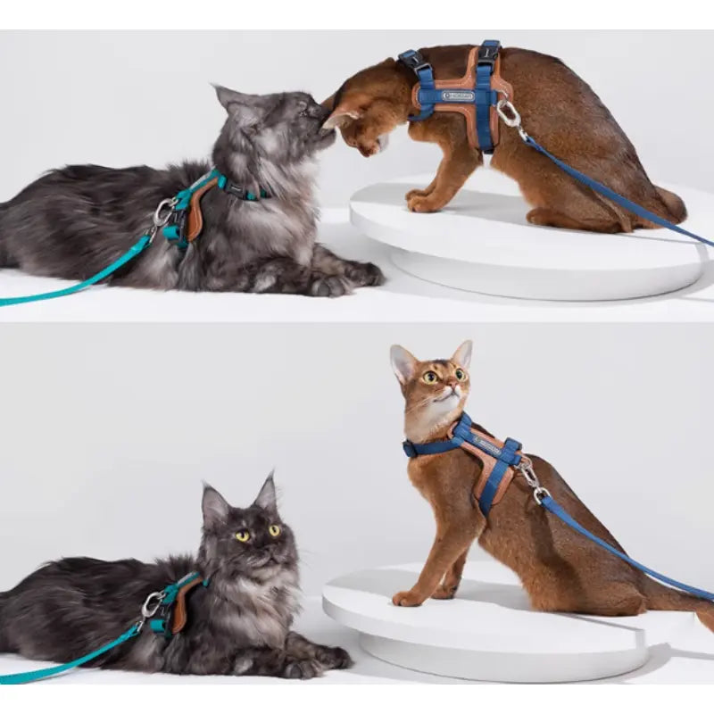 Harnais Chat Anti Fugue Léger et Réglable en Nylon et Cuir Pour toi Mon chat sur 2 chats