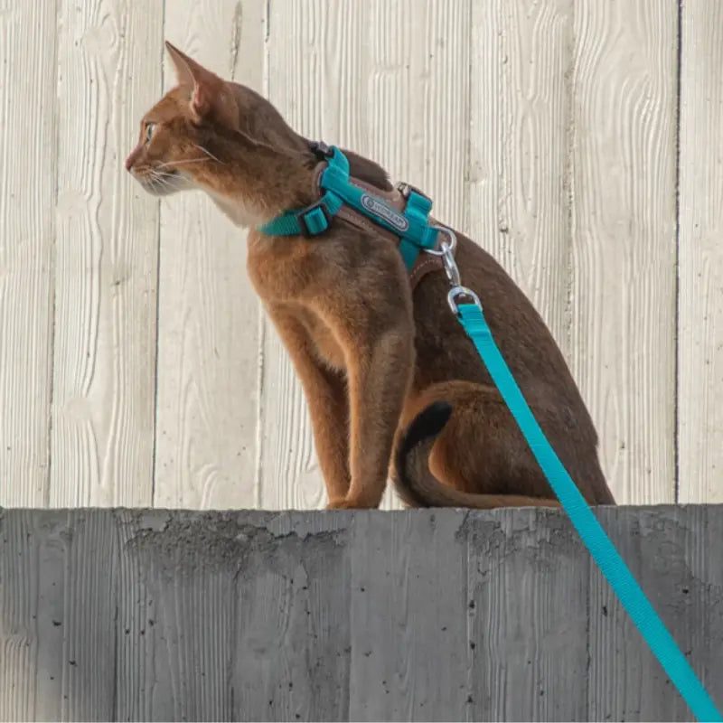 Harnais Chat Anti Fugue Léger et Réglable en Nylon et Cuir Pour toi Mon chat porté par un chat sur muret