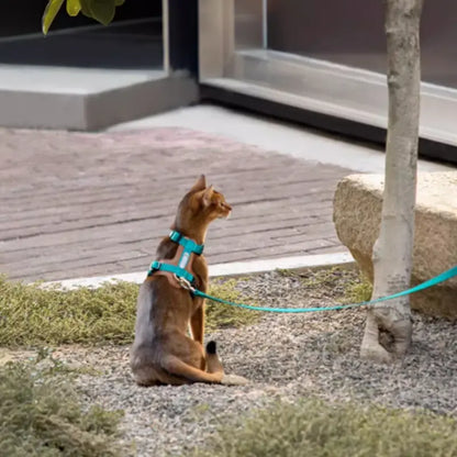 Harnais Chat Anti Fugue Léger et Réglable en Nylon et Cuir Pour toi Mon chat vert porté par un chat près d'un arbre