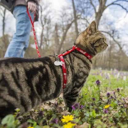 Harnais Chat Anti Fugue avec une Plaque en Forme de Poisson Pour toi Mon chat