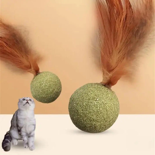 Herbe à Chat Ronde avec une Plume et un chat blanc et noir en bas à gauche