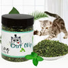 Herbe à Chat Verte en Pot Goût Menthe avec un chat un pot et une assiette rempli d'herbe à chat