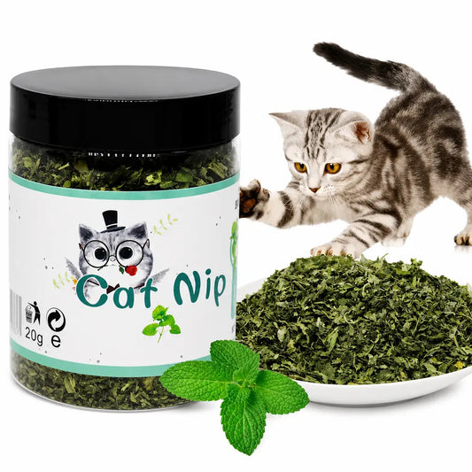 Herbe à Chat Verte en Pot Goût Menthe Pour toi Mon chat
