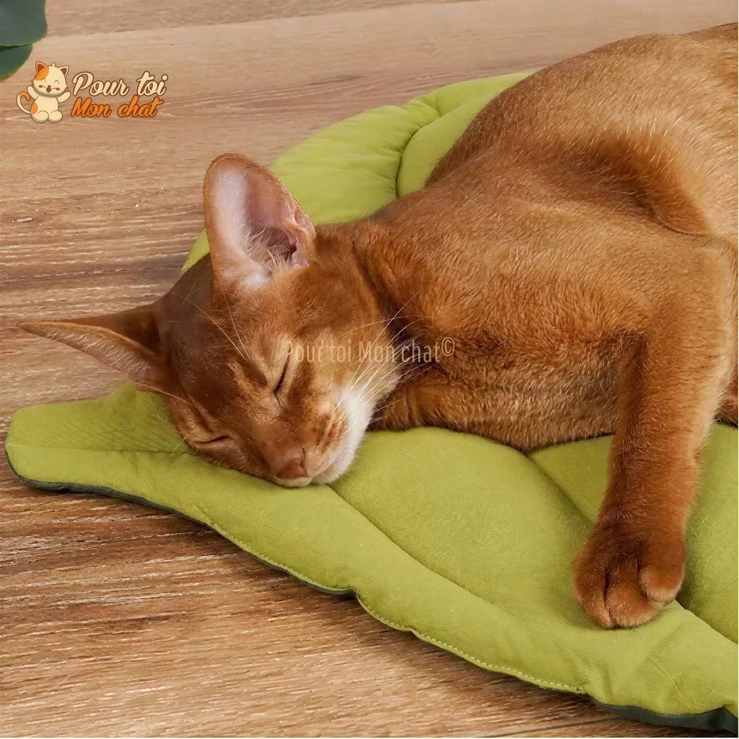 TAPIS, LIT, COUSSIN DOUX EN FORME DE FEUILLE POUR CHAT – FEUILL’À’CHAT™ Pour toi Mon chat