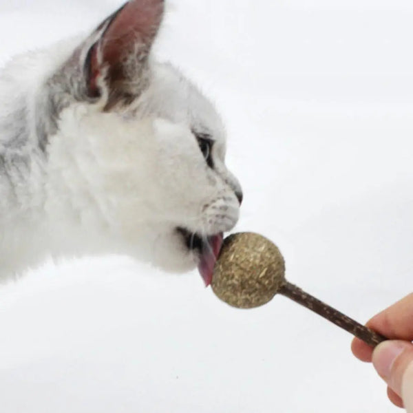Jouet en herbe à chat en forme de sucette pour chat Pour toi Mon chat