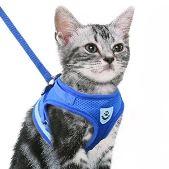 Laisse pour Chaton Style Gilet Respirant et Réfléchissant sur un chat sur fond blanc