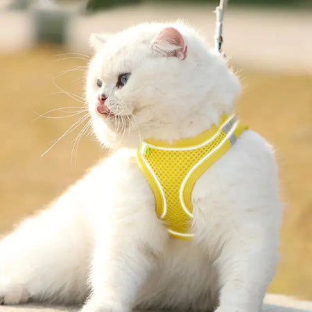 Quelques types de harnais pour chat 