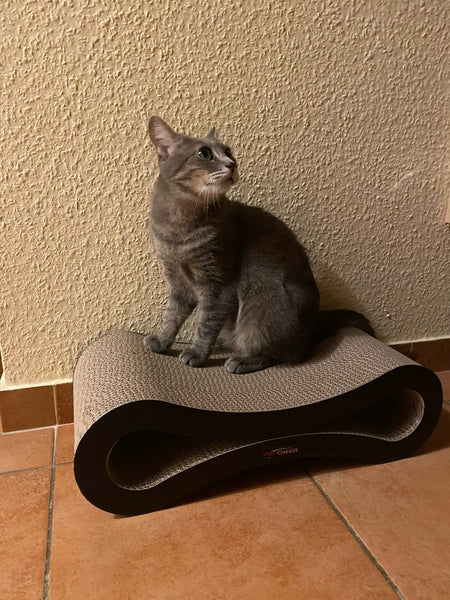 Un chat sur un griffoir