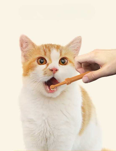 Lot de deux petites brosses à dents pour chat Pour toi Mon chat