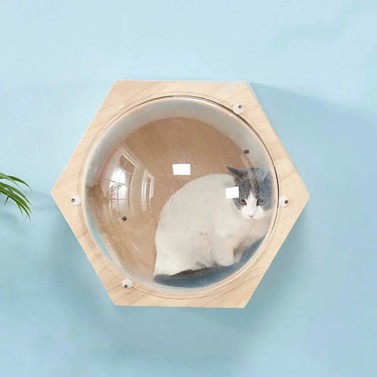 Parcours Mural Chat avec Bulle Transparente avec un chat à l'intérieur sur fond bleu