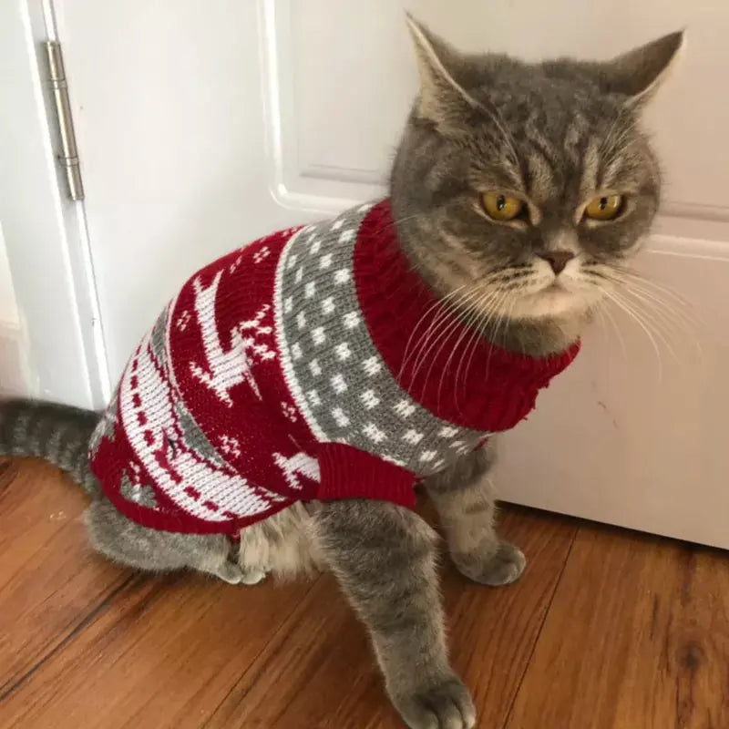 Pull pour Chat Chaud Style Noël avec des Cerfs porté par un chat gris assis devant une porte blanche