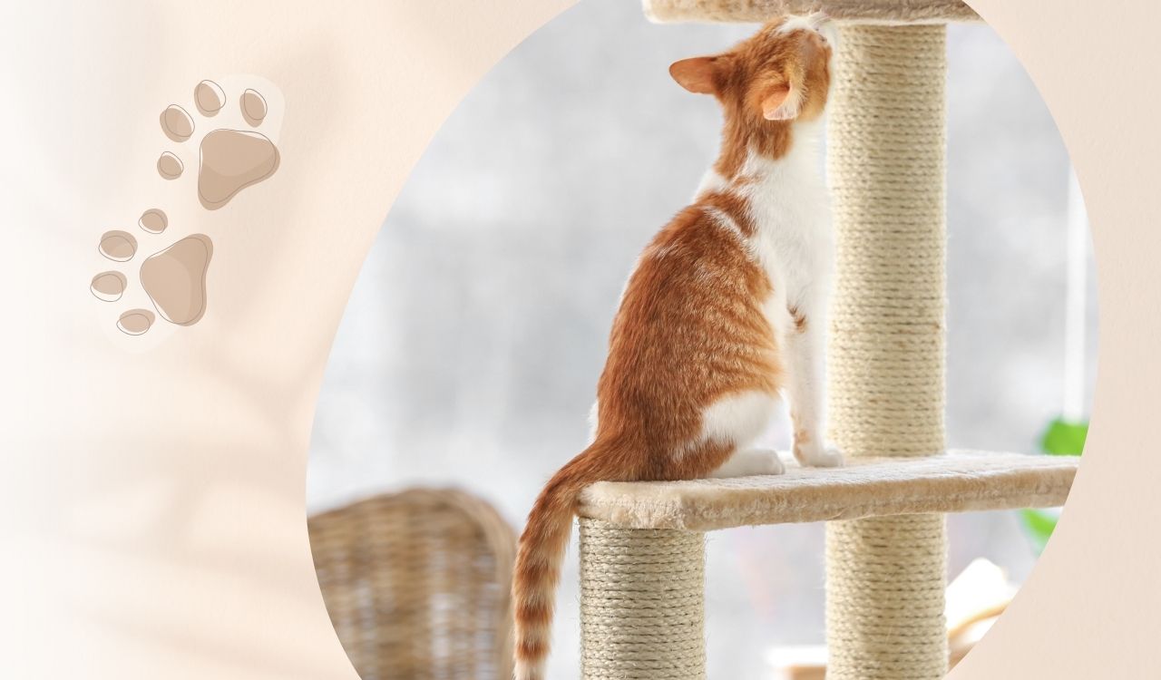 Jouer pour chat