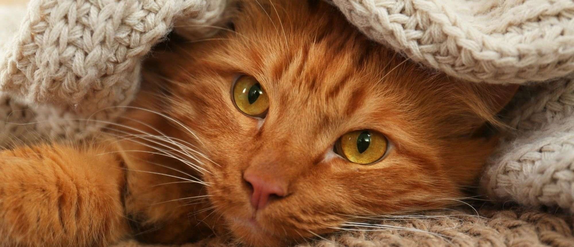 Chat roux