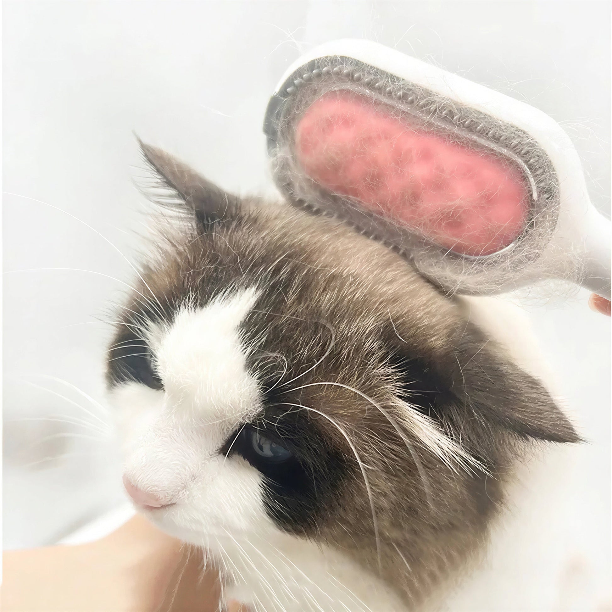 Brosse à poils en plastique avec petit réservoir d'eau et lingettes pour chat Pour toi Mon chat