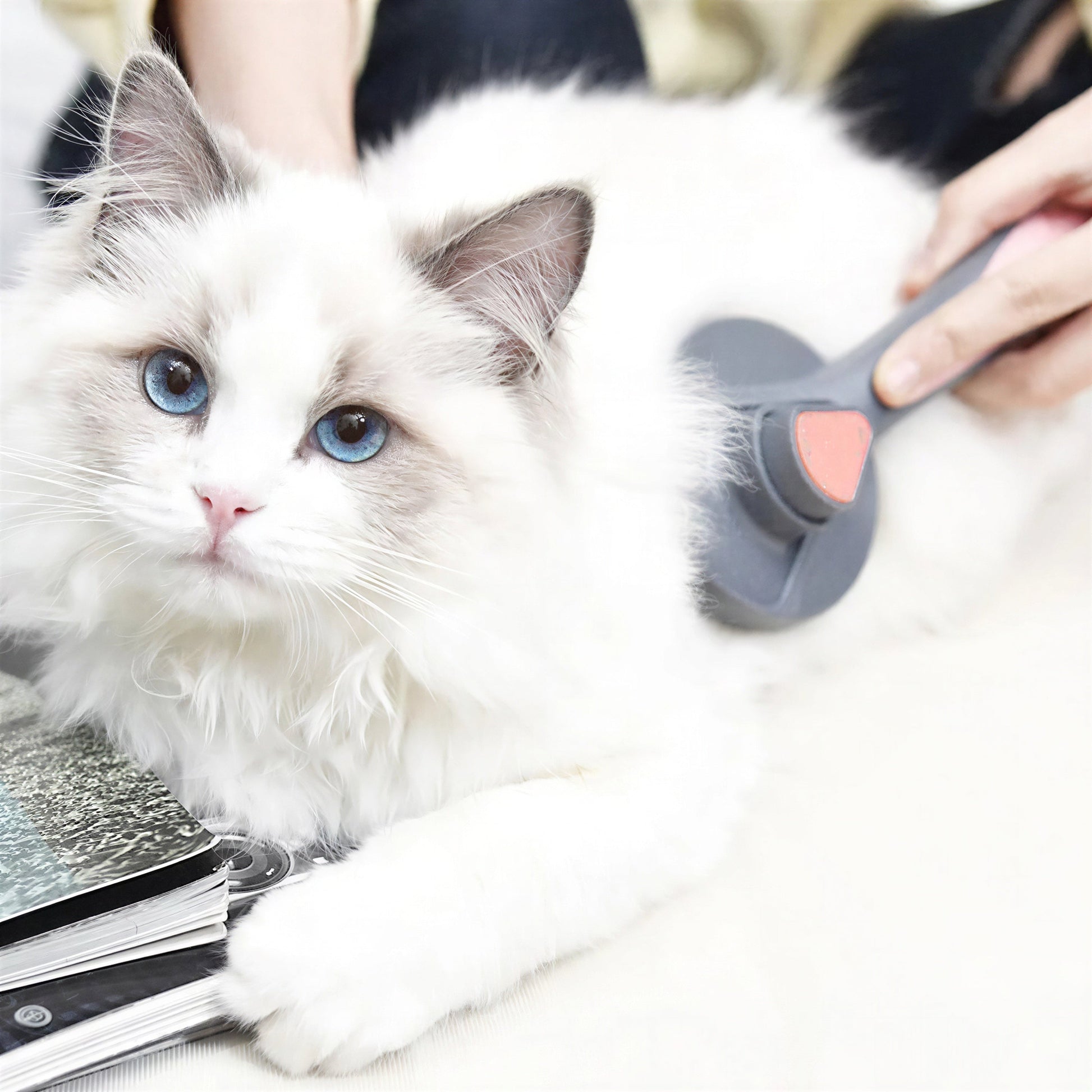 Brosse de toilettage avec bouton en acier inoxydable pour chat Pour toi Mon chat