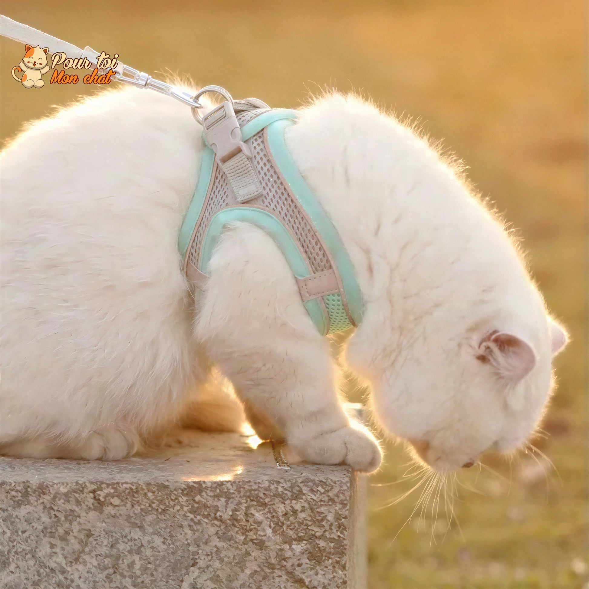 Ensemble de laisse et maille réglable pour chat Pour toi Mon chat