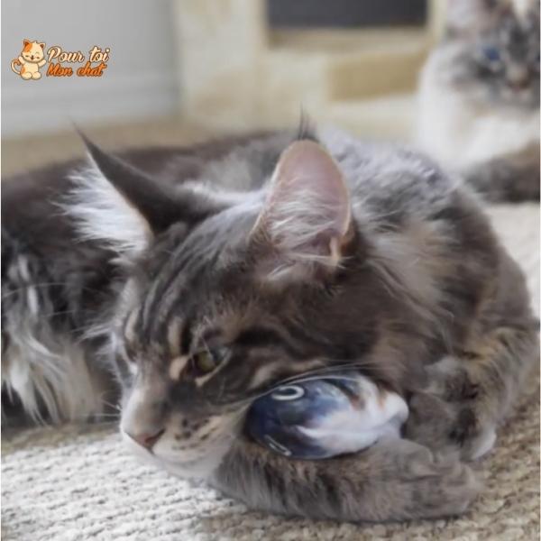 Poisson Sauteur Jouet pour Chat - Attrap'Fish™ - Pour toi Mon chat