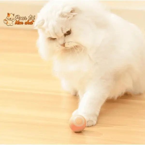 BALLE ROULANTE INTELLIGENTE POUR CHAT – Vite’Balle’Chat™ - Pour toi Mon chat