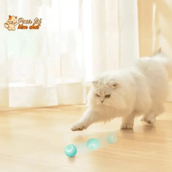 BALLE ROULANTE INTELLIGENTE POUR CHAT – Vite’Balle’Chat™ - Pour toi Mon chat