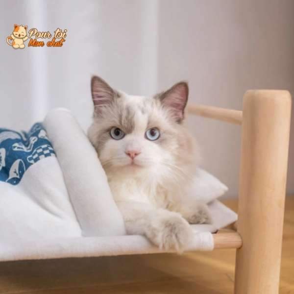 Lit Chaud et Confortable - Bedcat™ - Pour toi Mon chat