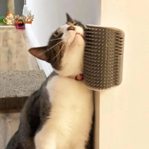Brosse d’angle, auto-massage pour chats - Pour toi Mon chat